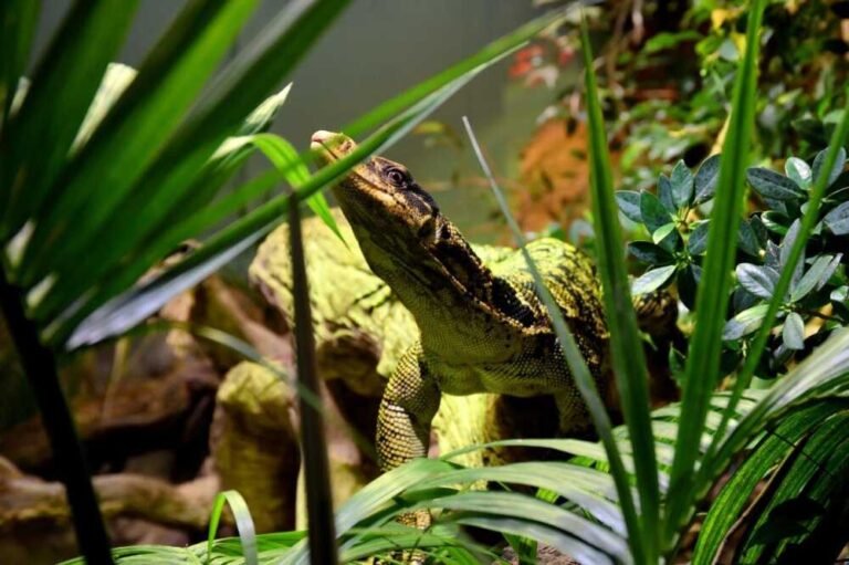 Quali animali puoi vedere al Bioparco di Roma 9 animali esotici nel verde del bioparco