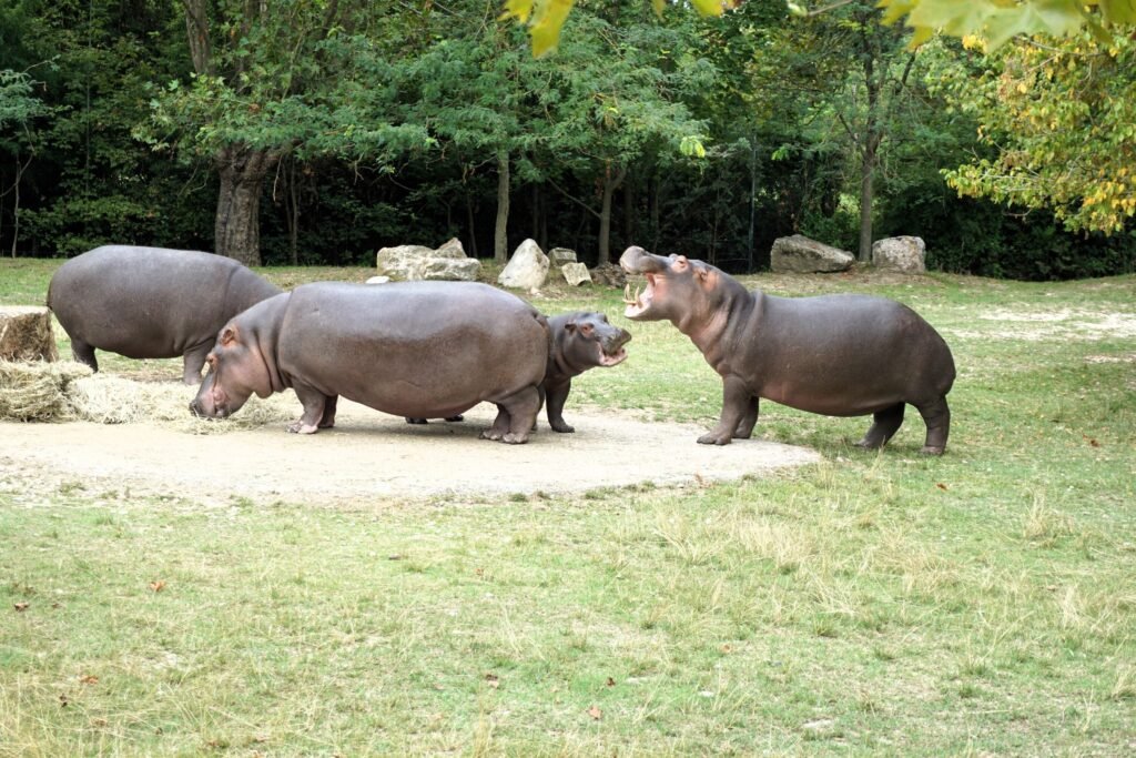 Dove trovare il camping zoo ad Arco in Italia e quali attività offre 4 Dove trovare il camping zoo ad Arco in Italia e quali attività offre