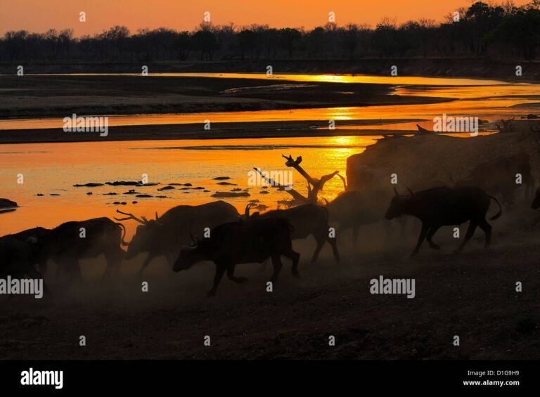 Cosa sapere sui bufali selvatici al Lago Patria 41 bufali selvatici al lago al tramonto