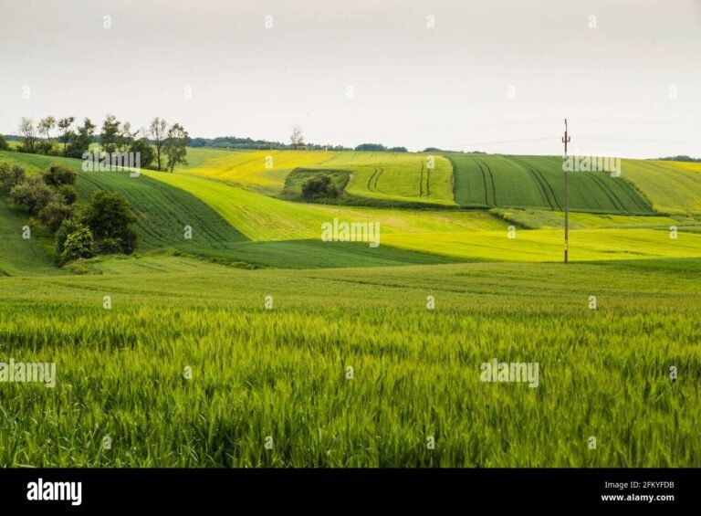campi verdi con prodotti agricoli freschi