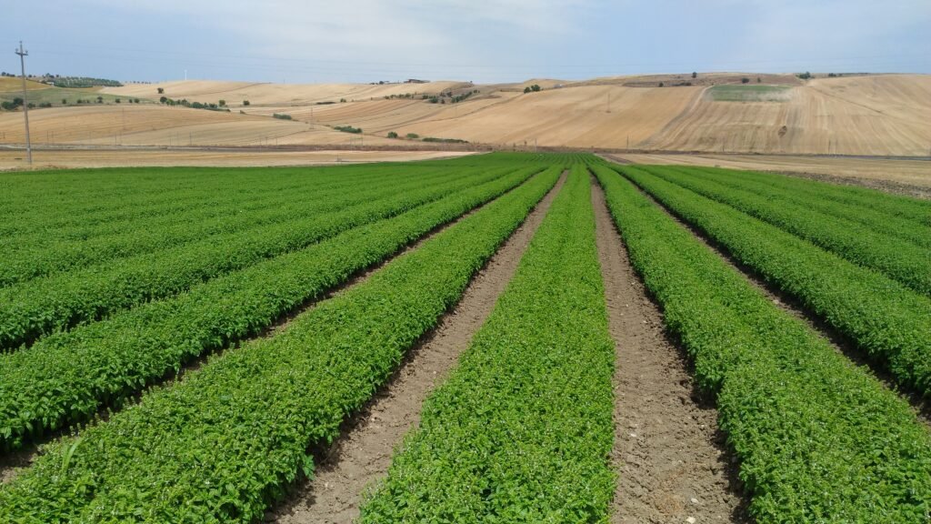 Perché il basilico di Pra’ è così famoso nella cucina ligure