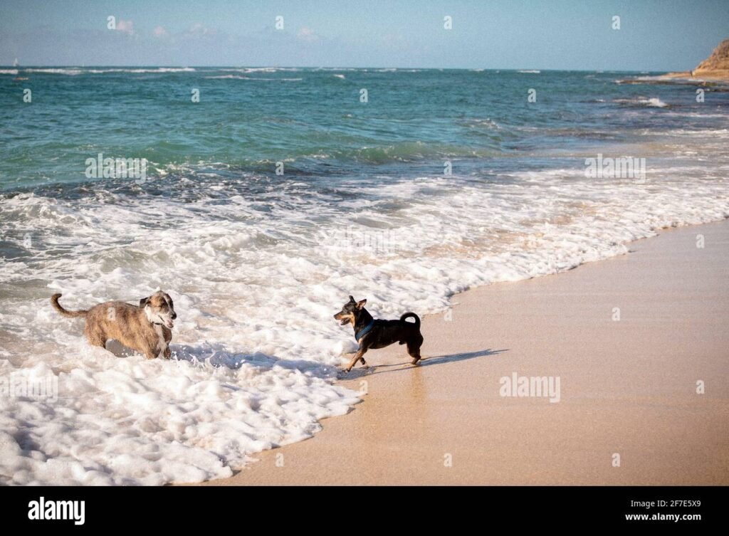 Dove portare i cani in spiaggia in Puglia per una giornata perfetta 1 cani felici che giocano sulla spiaggia