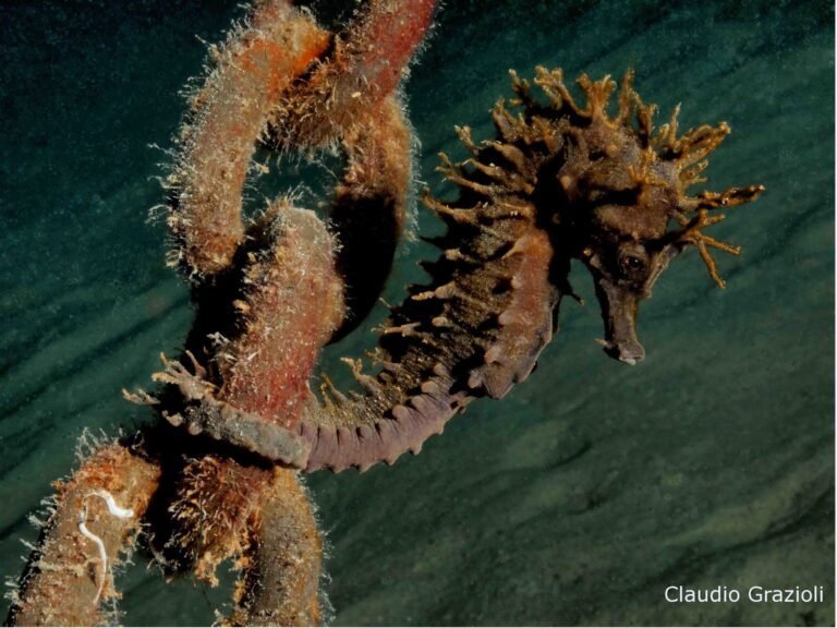 cavalluccio marino in un ambiente marino