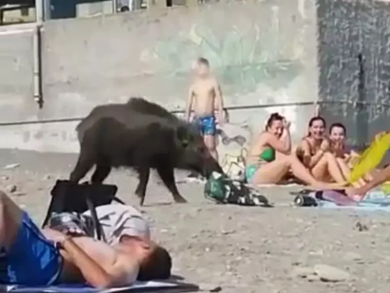 cinghiali danzanti in un paesaggio naturale