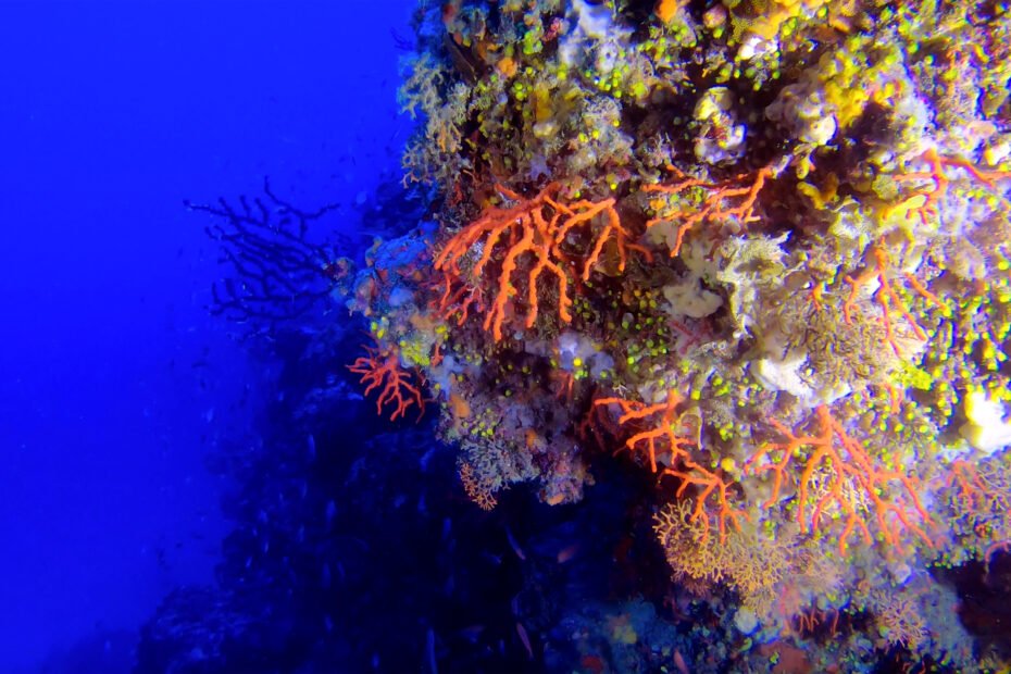 Perché il corallo rosso di Favignana è così prezioso e speciale
