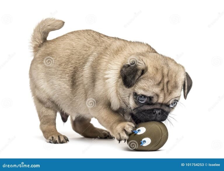 cucciolo di carlino che gioca felice