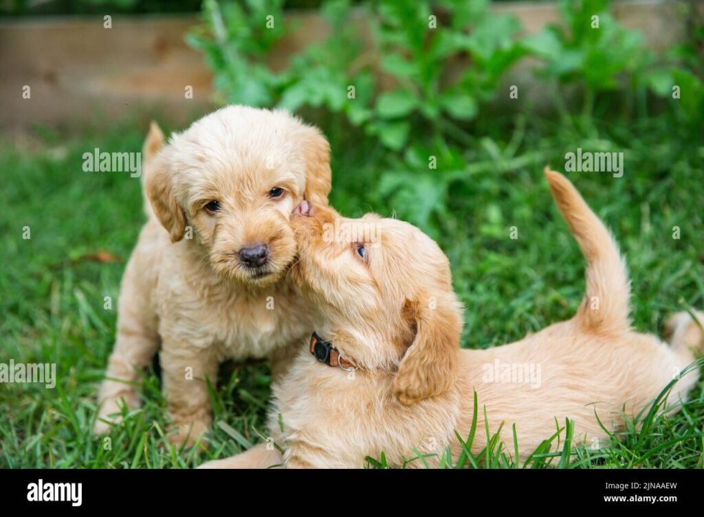 Cosa Devi Sapere Sul Cucciolo D’Oro e Come Prendertene Cura
