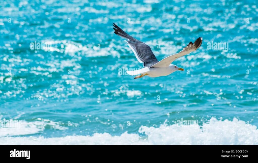 Quali sono le caratteristiche del gabbiano azzurro nel Golfo Aranci