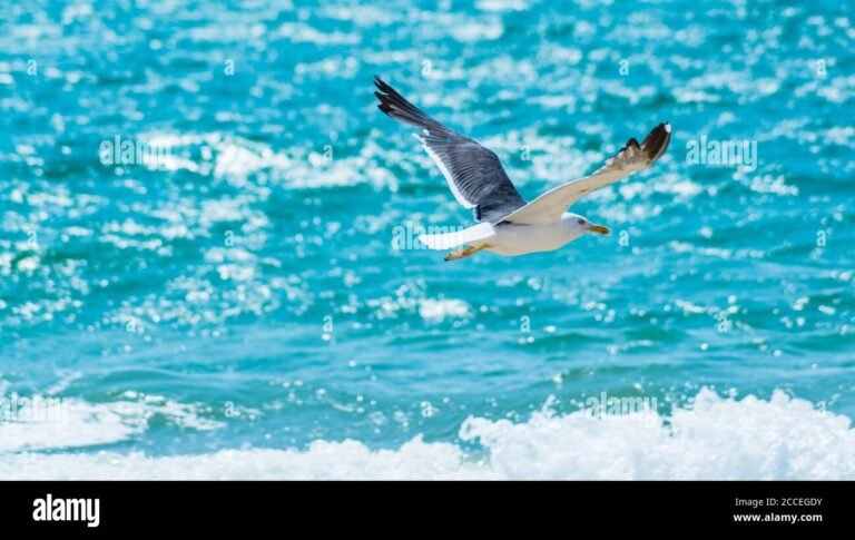 Quali sono le caratteristiche del gabbiano azzurro nel Golfo Aranci 1 gabbiano azzurro in volo sul mare