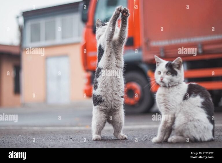 gatti giocosi in un parco urbano