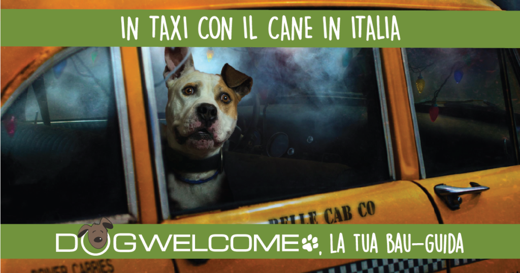 Come prenotare un taxi per gatti a Bologna Ecco tutto ciò che devi sapere!