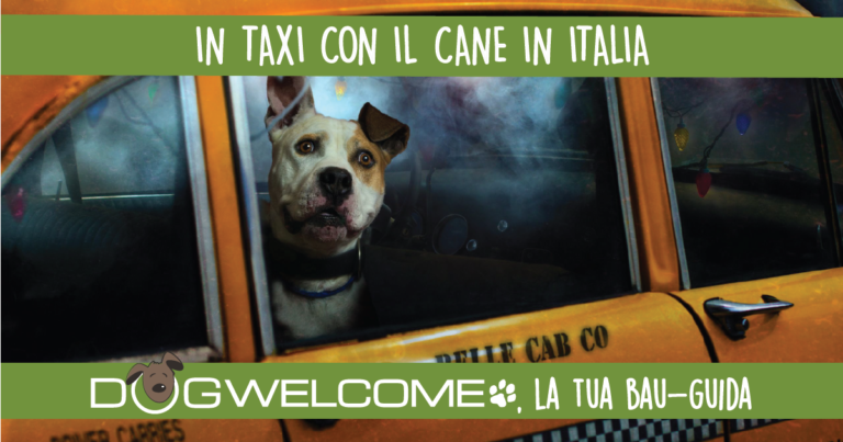 gatto in taxi con vista su bologna