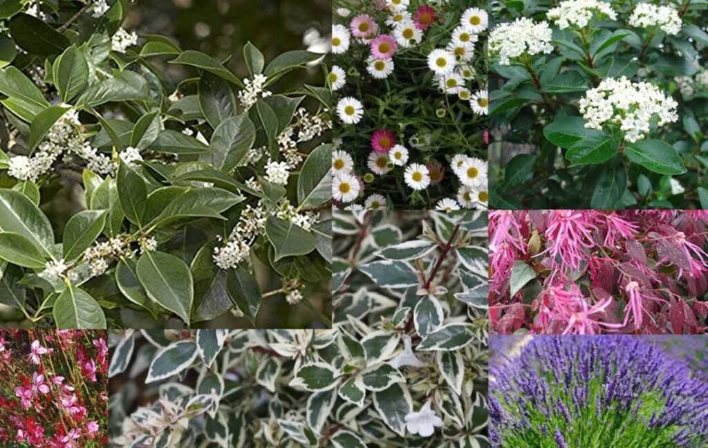 Come posso realizzare un giardino in città e quali piante scegliere