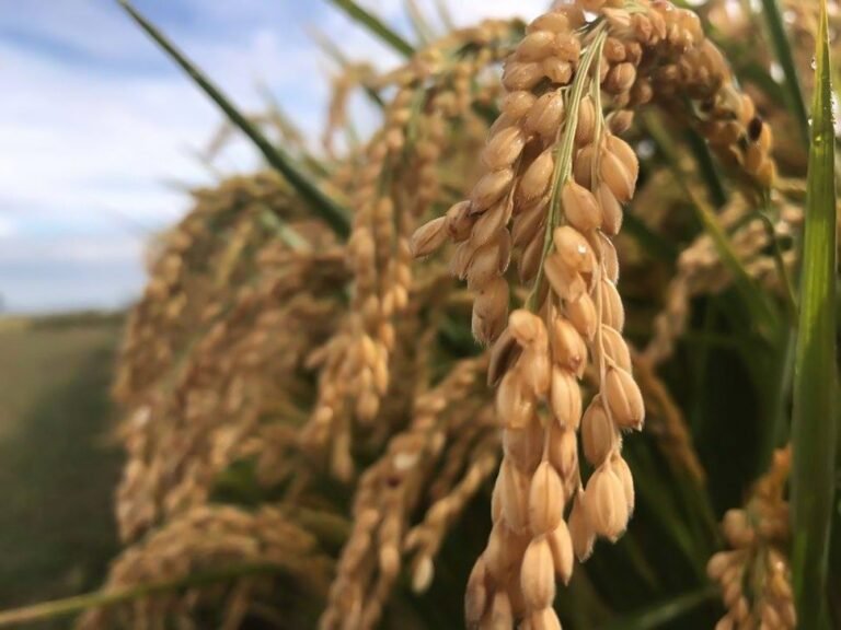 Perché il riso amaro è considerato un problema nei fondi 6 grano amaro in un campo di riso