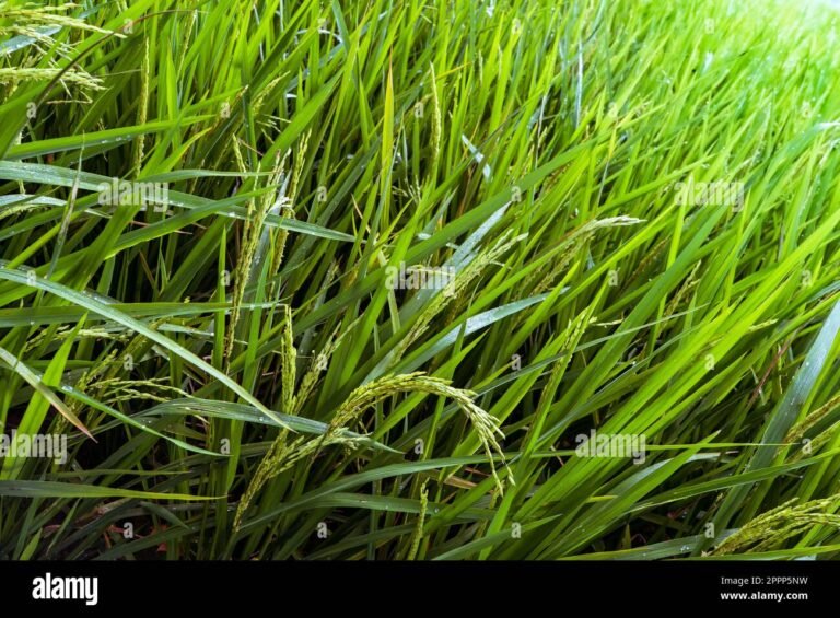 Quali sono le caratteristiche del riso La Pila e come cucinarlo 15 grano di riso in un campo verde
