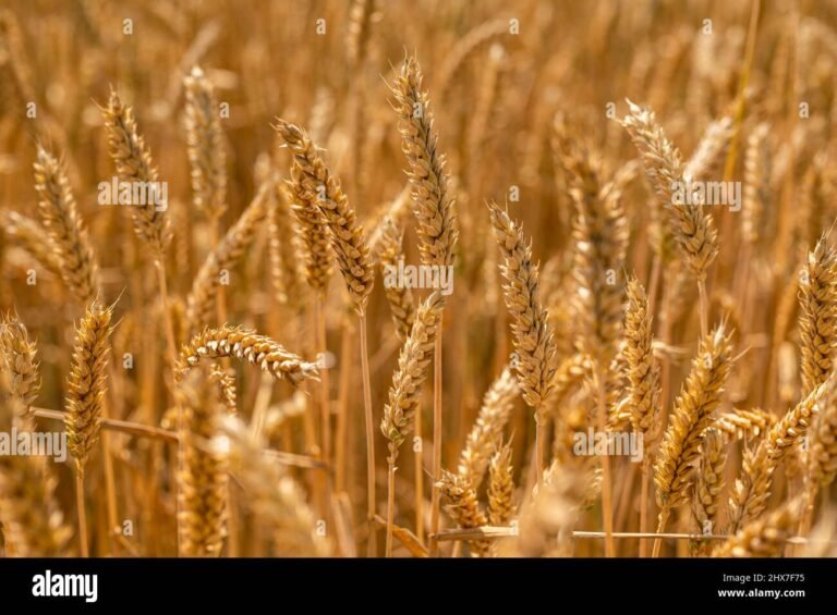 grano dorato in un campo di cereali