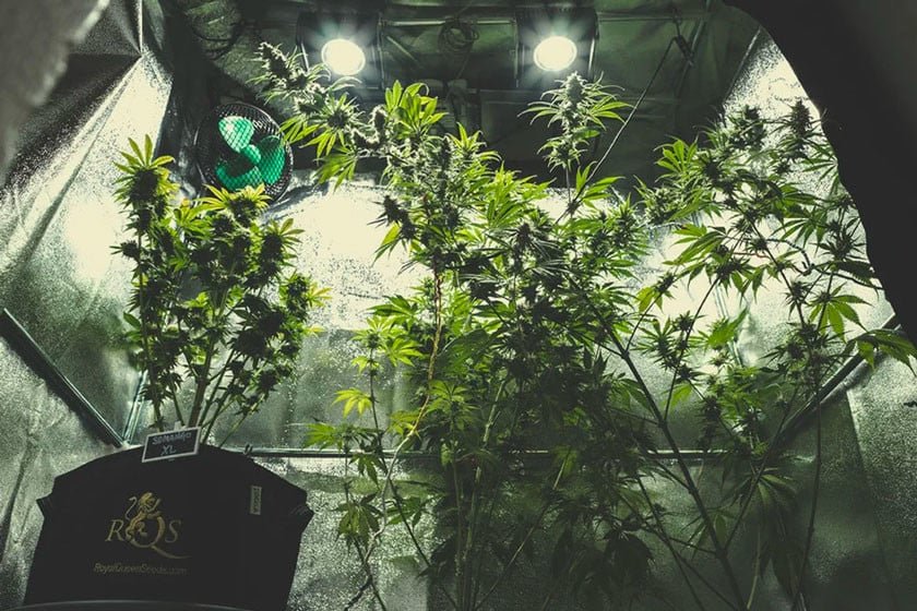 Come scegliere una grow box usata per la coltivazione indoor 3 Come scegliere una grow box usata per la coltivazione indoor