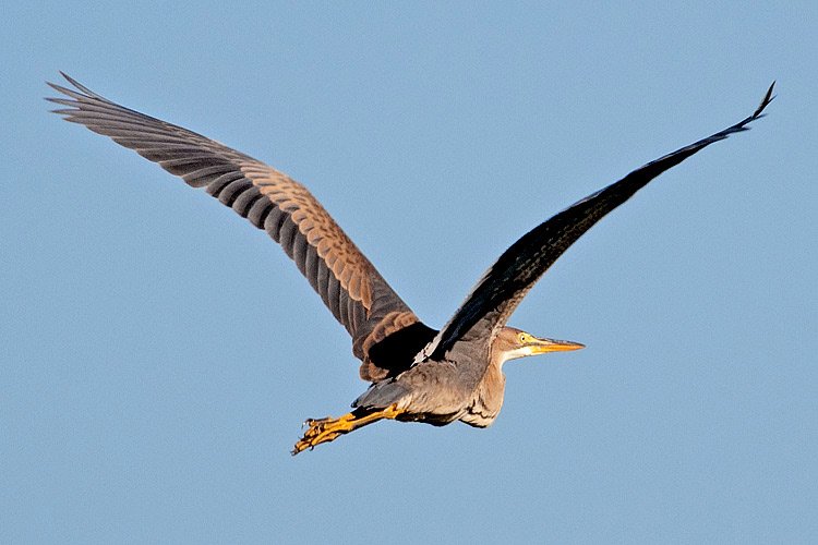 Dove trovare gli ibis a Roma e quali sono le loro caratteristiche 4 Dove trovare gli ibis a Roma e quali sono le loro caratteristiche