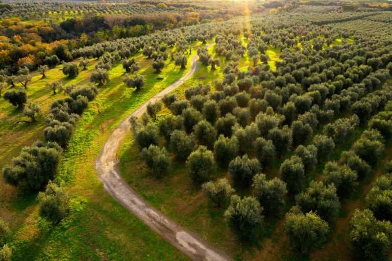 olio doliva in un paesaggio di ulivi