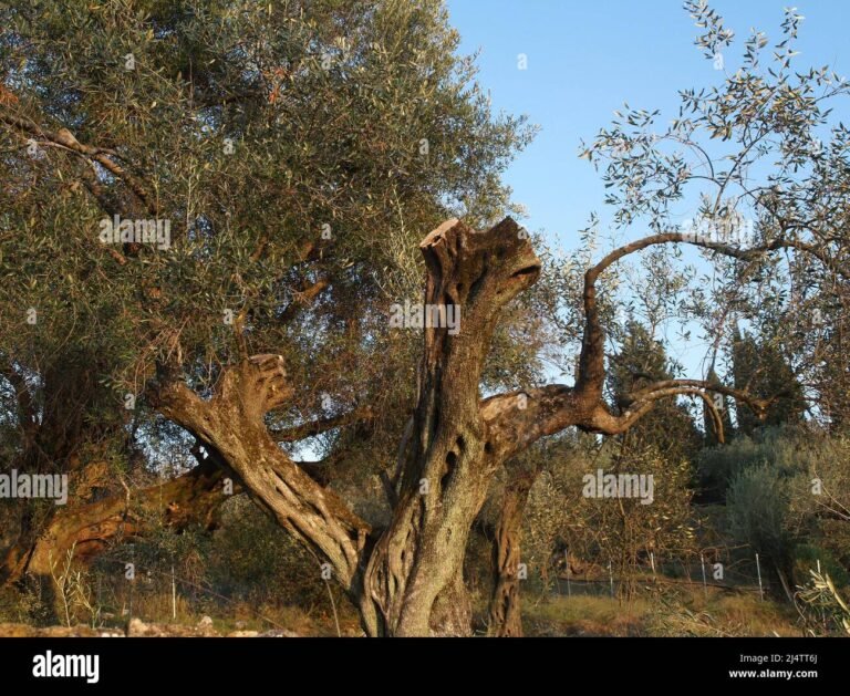 oliveto con alberi secolari e sole dorato