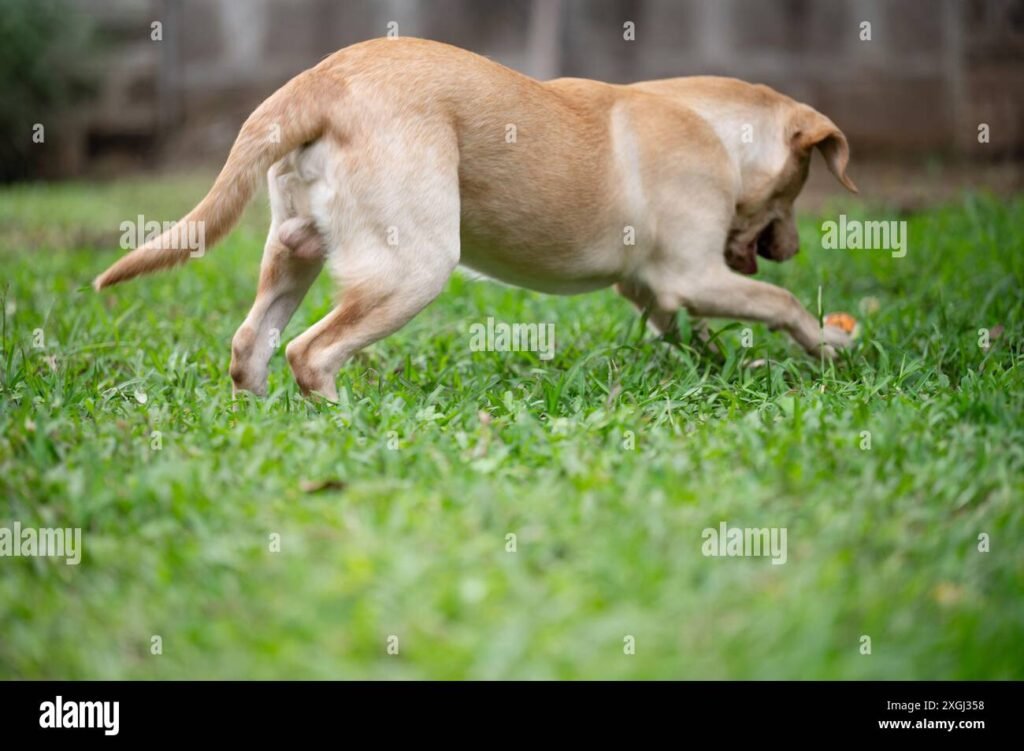 Dove posso portare il mio cane a Napoli per una passeggiata 8 Dove posso portare il mio cane a Napoli per una passeggiata