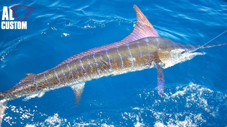Quali sono le migliori esperienze di pesca al marlin nero a Palinuro 30 pesca al marlin in acque azzurre