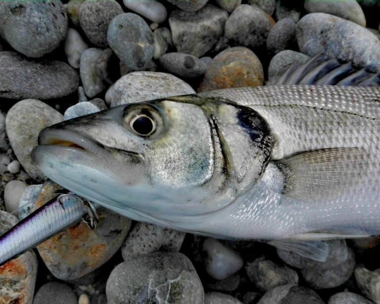 Cosa rende unico il pesce lab di Scirocco in Sicilia 4 pesce lab di scirocco in acque cristalline