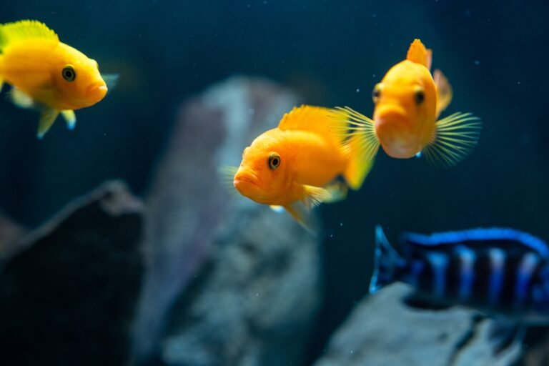 Perché visitare l'Acquario di Sassari e quali attrazioni offre 14 pesci colorati in un acquario luminoso