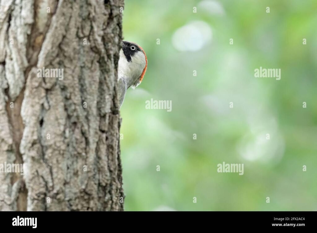 Cosa sapere sul picchio di lana e il suo habitat naturale 6 Cosa sapere sul picchio di lana e il suo habitat naturale