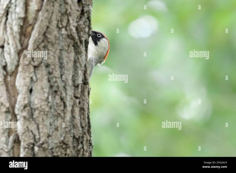 picchio di lana su un albero verde