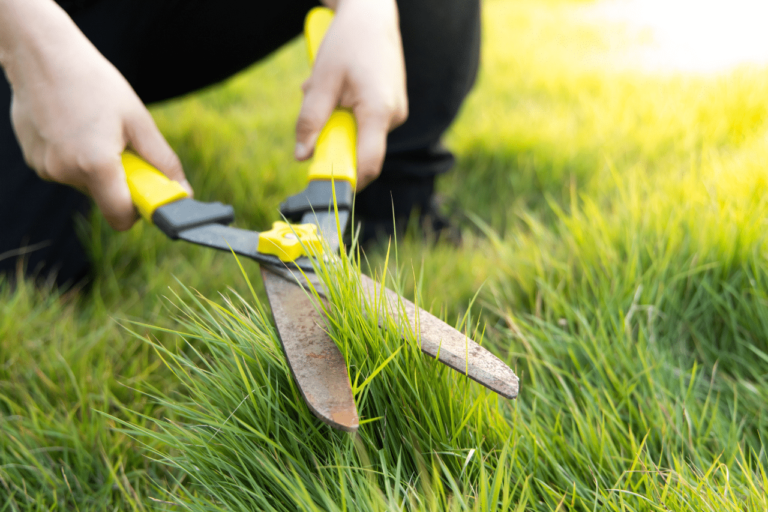prato verde rigoglioso con cura attenta
