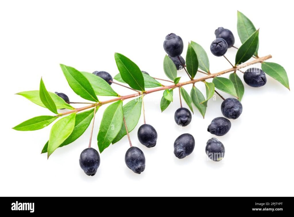 Che significato ha la parola “mirto” nella lingua sarda