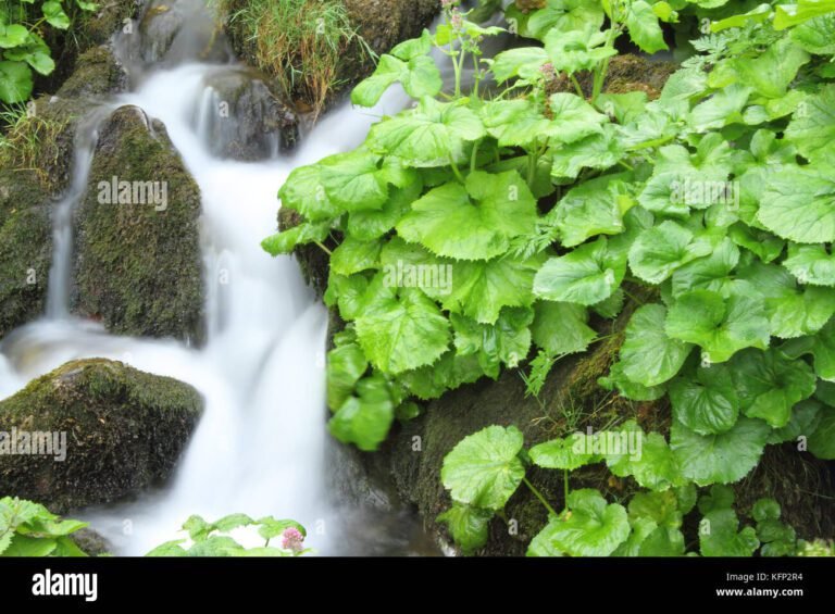 ruscello che scorre tra la vegetazione