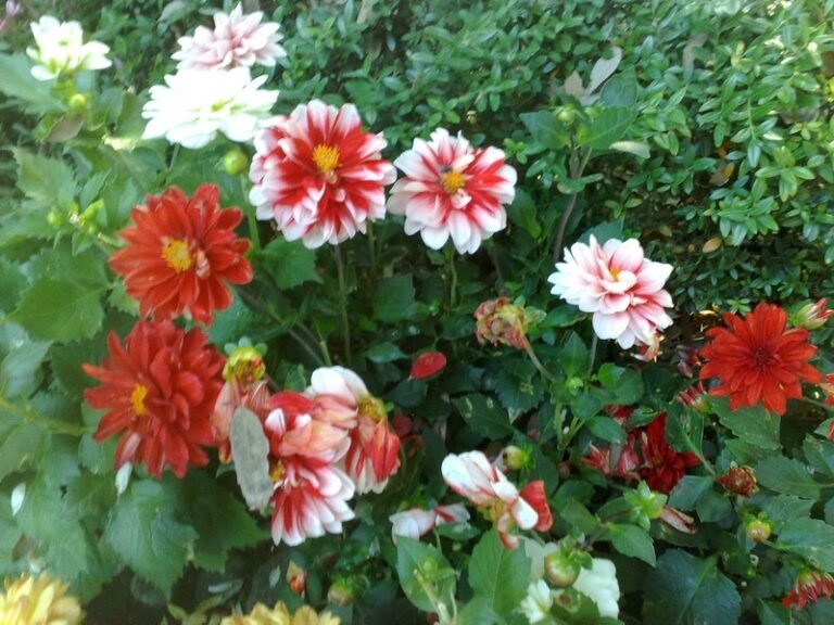 scorcio dei fiori nei giardini di villa maio