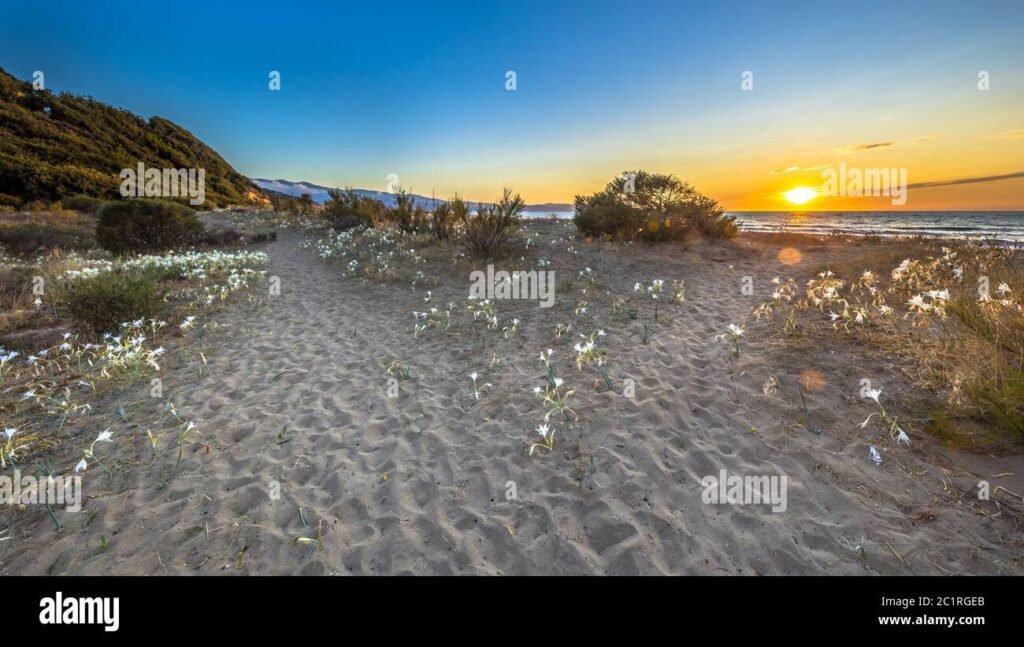 Cosa sapere sul Giglio Marino a Marina di Pisa e le sue caratteristiche