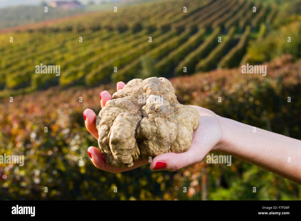 Quanto costa il tartufo bianco al kg e dove acquistarlo