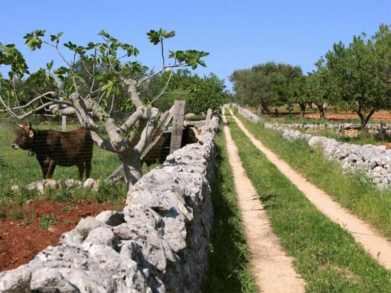 trulli circondati da alberi e natura