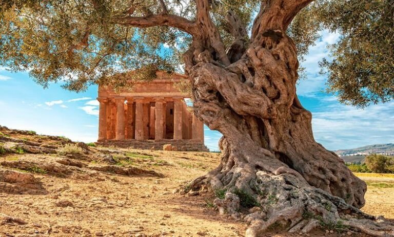 ulivi secolari sotto il sole siciliano