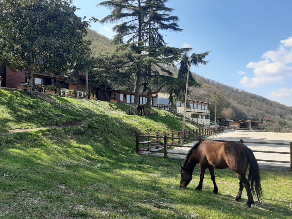 un agriturismo con animali al pascolo
