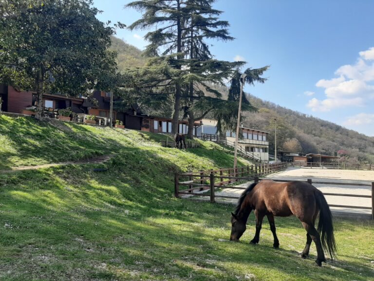 un agriturismo con animali al pascolo