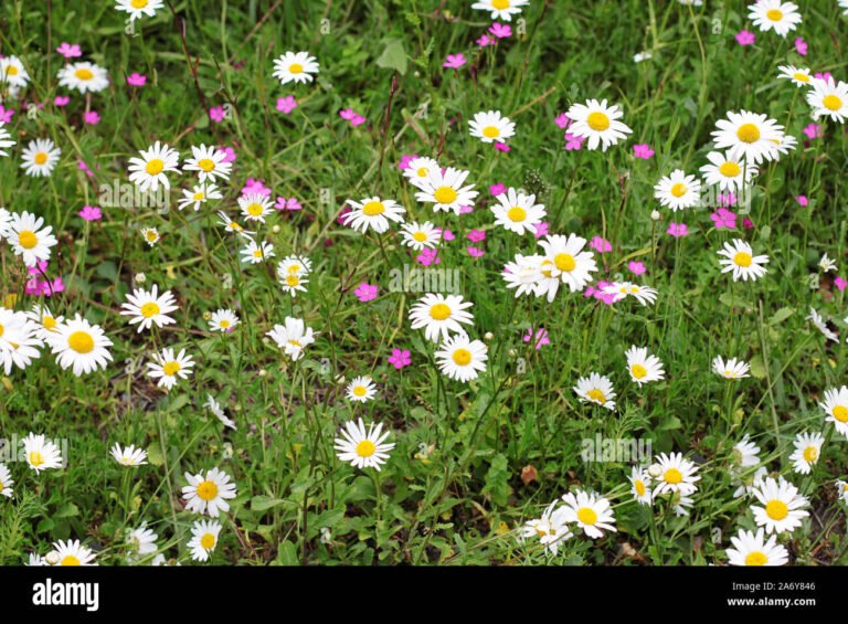 Che cos'è l'olfattiva massa lombarda e come influisce sul territorio 11 un campo di erba verde e fiori