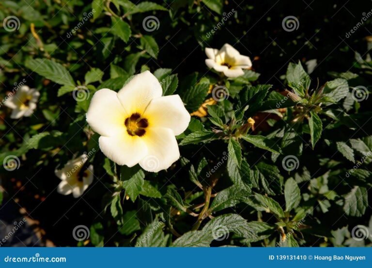 un campo di fiori bao bao in primavera