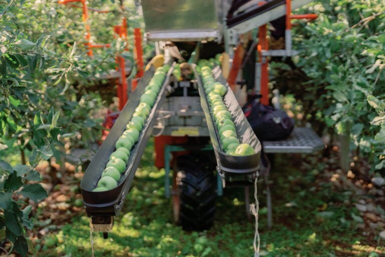 un campo di frutteti durante la raccolta