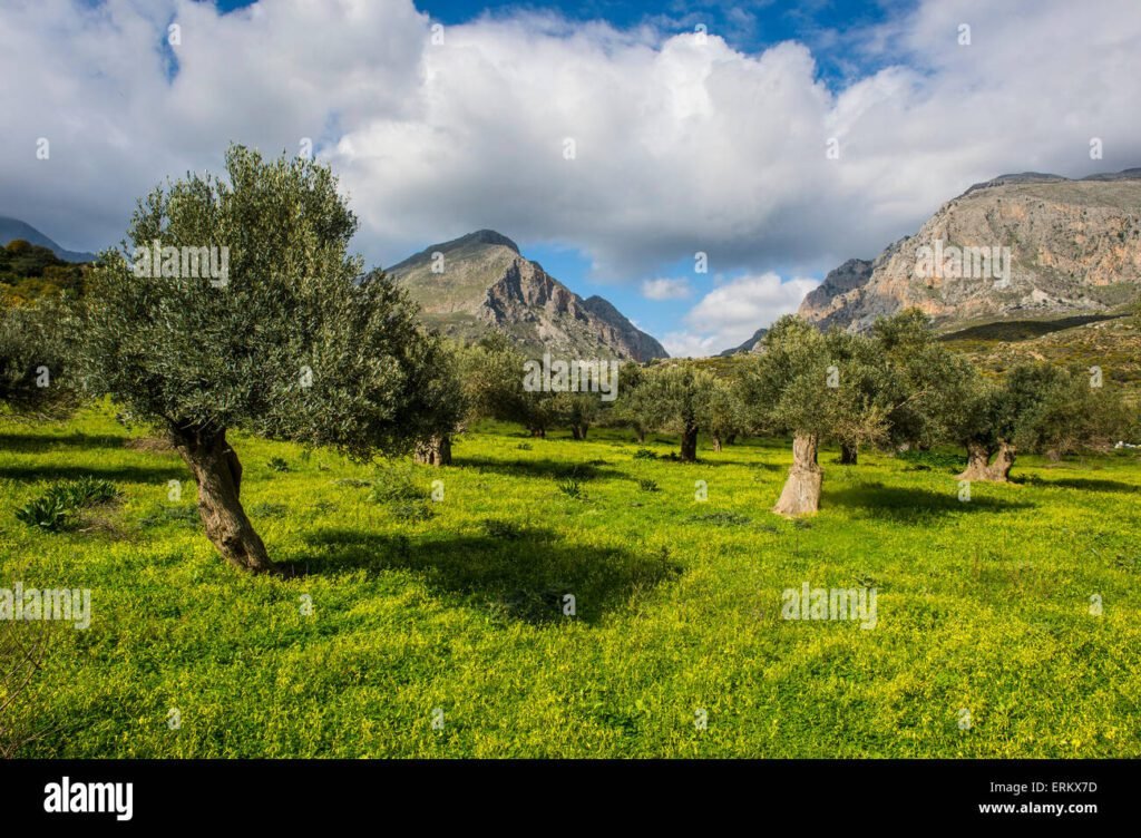 Quanto costa realmente l'olio di oliva e quali fattori influenzano il prezzo 4 Quanto costa realmente l’olio di oliva e quali fattori influenzano il prezzo