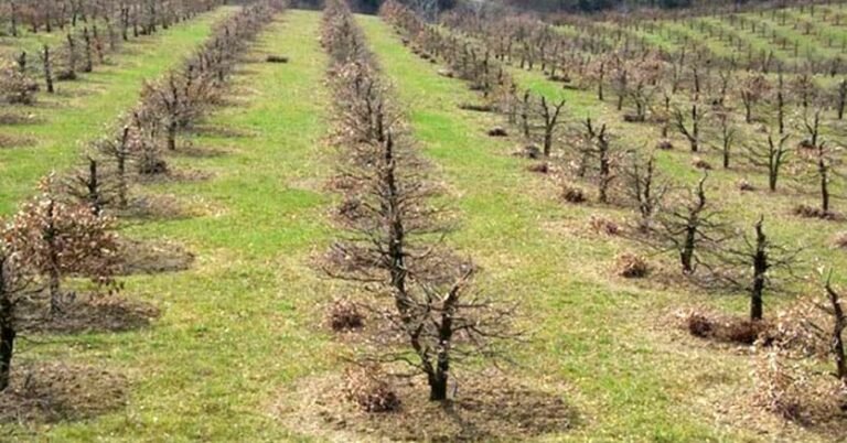 un campo di tartufi con alberi di nocciolo