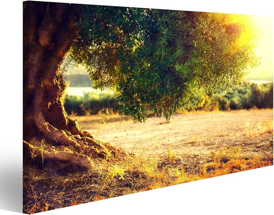 Quanto costa attualmente l'olio d'oliva al litro in Italia 6 Quanto costa attualmente l’olio d’oliva al litro in Italia