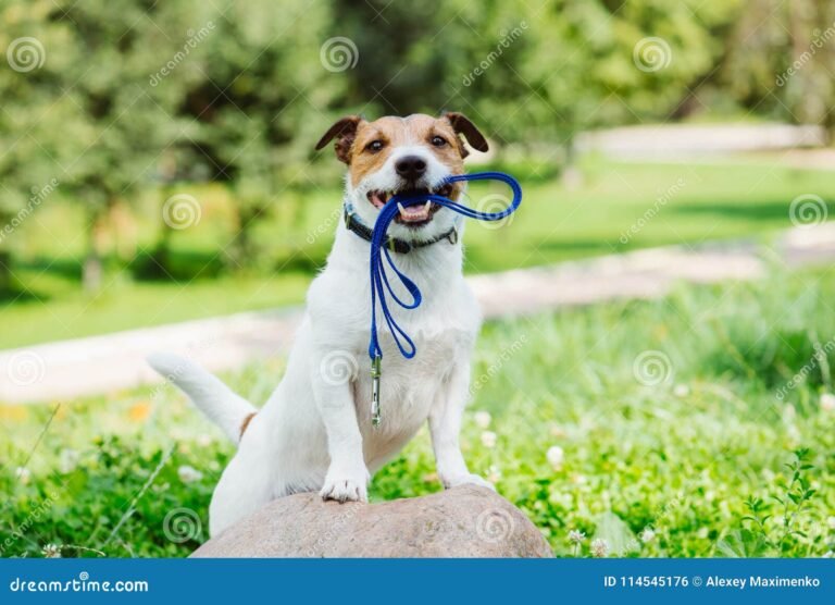 Cosa sapere sul Ca Zampa a Chiavari per gli amanti degli animali 21 un cane felice che gioca al parco