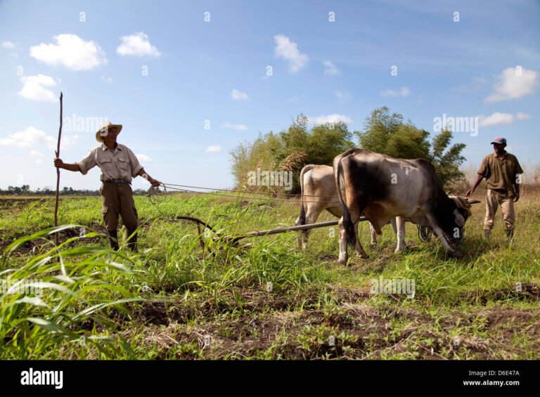un contadino mentre lavora nei campi