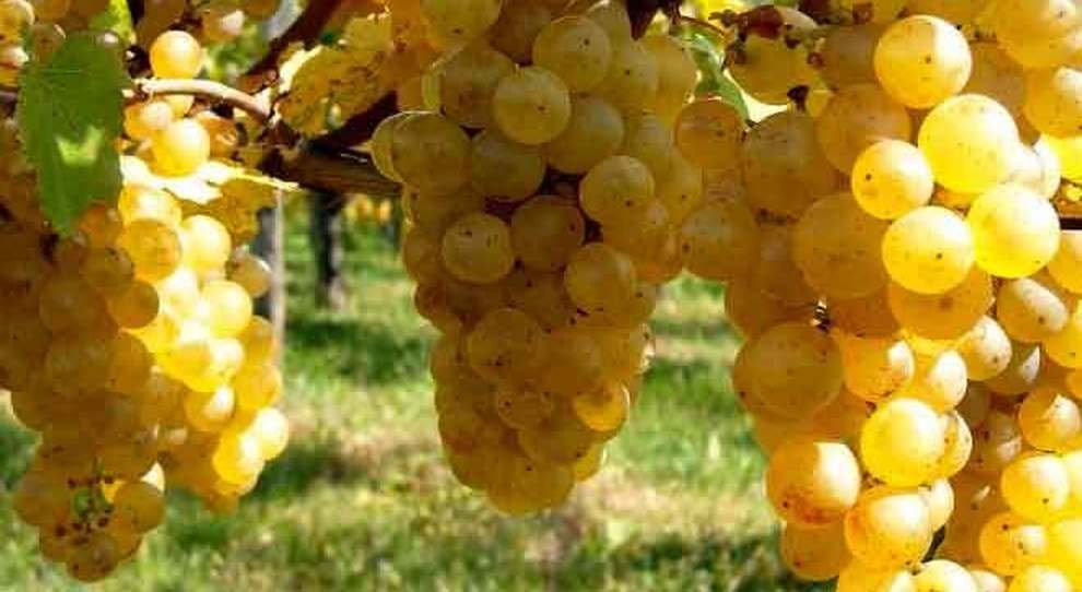 un grappolo duva ribolla gialla
