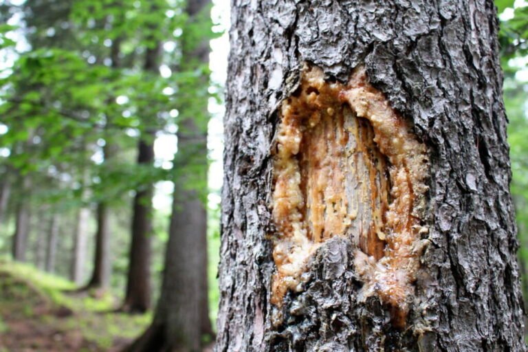 un ramo daria che attraversa un bosco